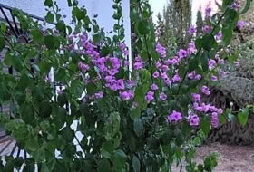 Foto 16