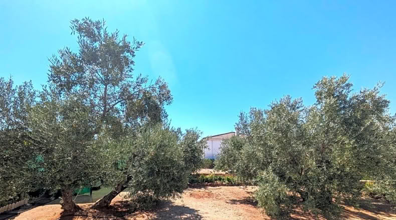 Jaén - Linares - 2491m2