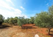 Casa de camp amb terreny en venda a la España, Linares, ref.: TR105981 foto