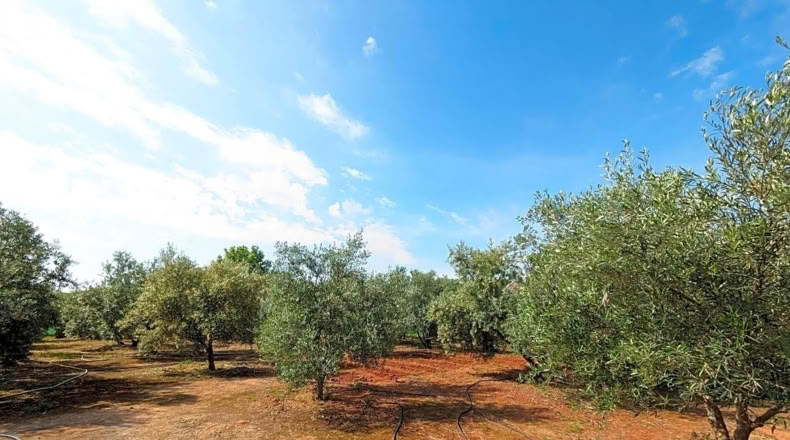 Jaén - Linares - 1800m2