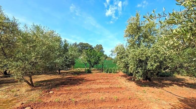 Jaén - Linares - 1800m2