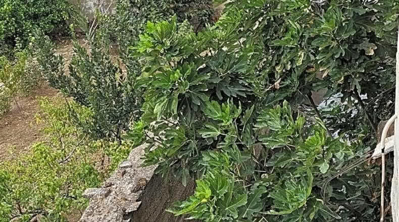 Granada - Pinos Puente - 62m2