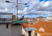 Xalet adossat amb terreny en venda a la España, Navas de San Juan, ref.: TR107080 foto