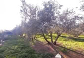 Vil·la amb terreny en venda a la España, Linares, ref.: TR210741 foto