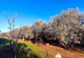 Vil·la amb terreny en venda a la España, Linares, ref.: TR210741 foto