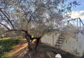 Vil·la amb terreny en venda a la España, Linares, ref.: TR210741 foto