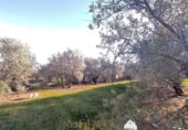 Vil·la amb terreny en venda a la España, Linares, ref.: TR210741 foto