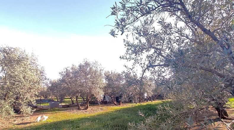 Jaén - Linares - 4000m2