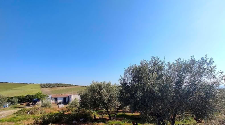 Jaén - Linares - 5000m2