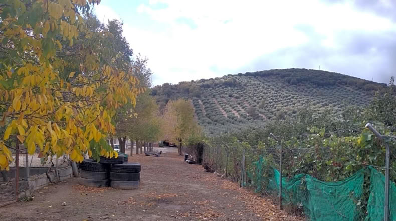 Granada - Benalúa de las Villas - 15000m2