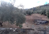 Finca rústica en venda a la España, Benalúa de las Villas, ref.: TR24519 foto