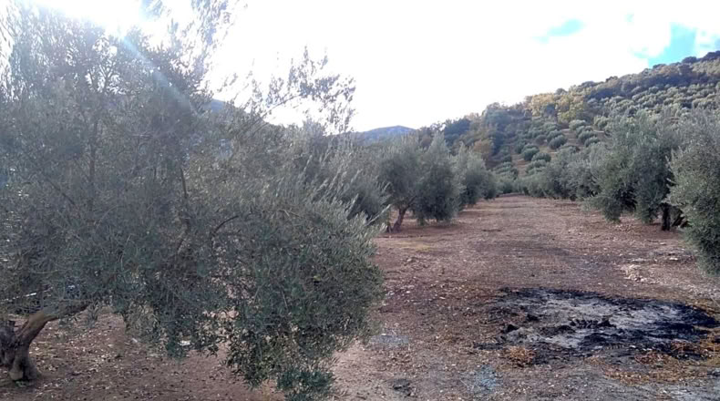 Granada - Benalúa de las Villas - 15000m2