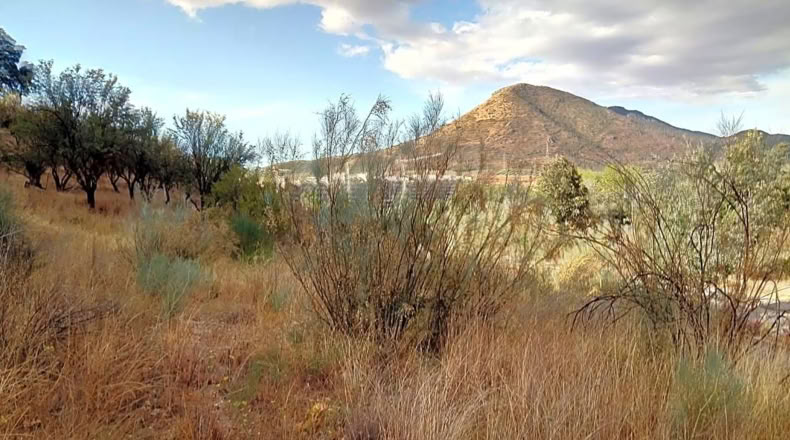 Granada - Albolote - 1905m2