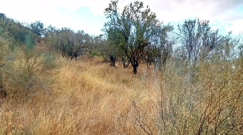 Granada - Albolote - 1905m2