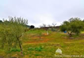 Semi-detached house with land for sale on España, Rus, ref: TR24377 photo