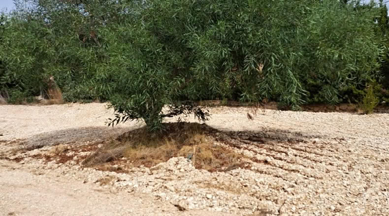 Alicante - la Nucia - 1570m2