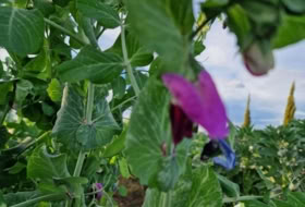 Foto 15