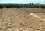 Non-developable land for rent on España, Fuente Álamo, ref: TR322663 photo