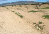 Non-developable land for rent on España, Fuente Álamo, ref: TR322663 photo