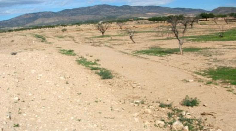 Murcia - Fuente Álamo de Murcia - 5203m2