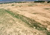 Non-developable land for rent on España, Fuente Álamo, ref: TR322663 photo