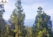 Non-developable land for sale on Tagomate, El Pueblo, ref: TR108194 photo