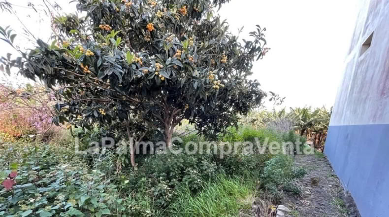 Santa Cruz de Tenerife - Los Sauces - 358m2