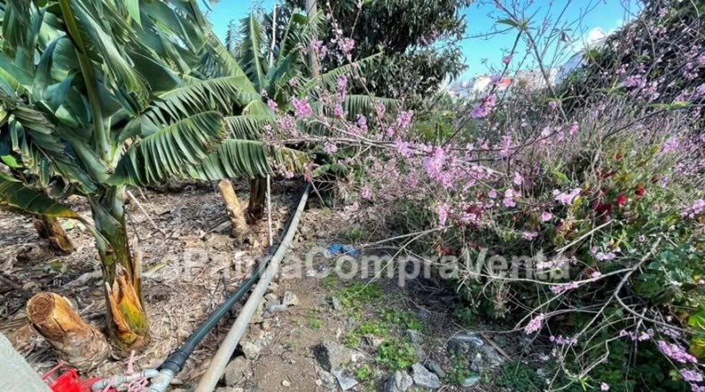 Santa Cruz de Tenerife - Los Sauces - 358m2