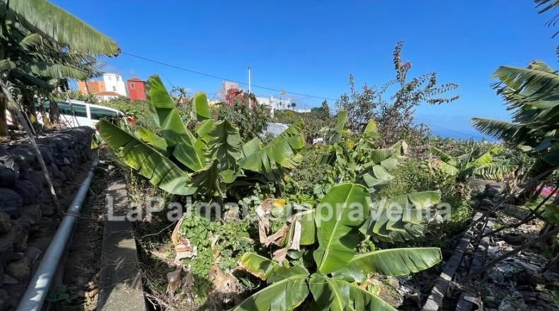 Santa Cruz de Tenerife - Los Sauces - 358m2