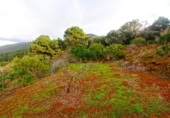 Masia amb terreny en venda a Llano Negro ref.: TR100678 foto