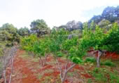 Masia amb terreny en venda a Llano Negro ref.: TR100678 foto