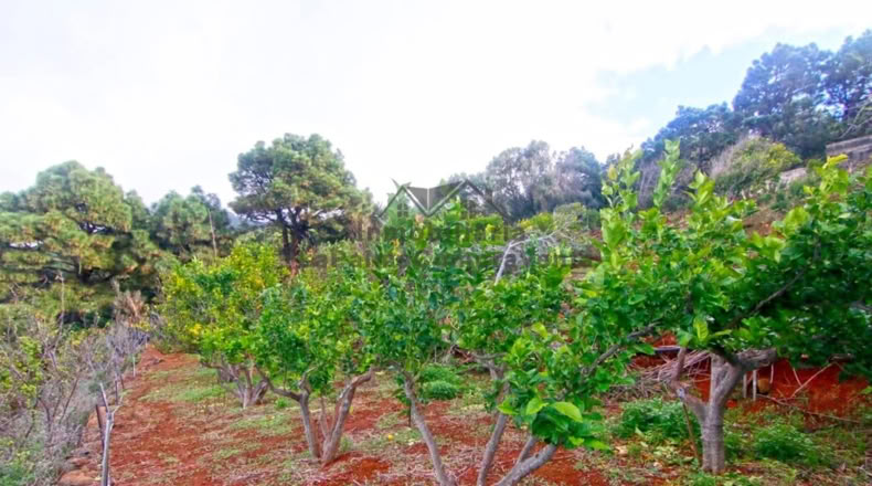 Santa Creu de Tenerife - Santo Domingo de Garafía - 4552m2