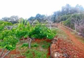 Masia amb terreny en venda a Llano Negro ref.: TR100678 foto