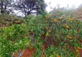 Masia amb terreny en venda a Llano Negro ref.: TR100678 foto