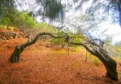 Masia amb terreny en venda a Llano Negro ref.: TR100678 foto