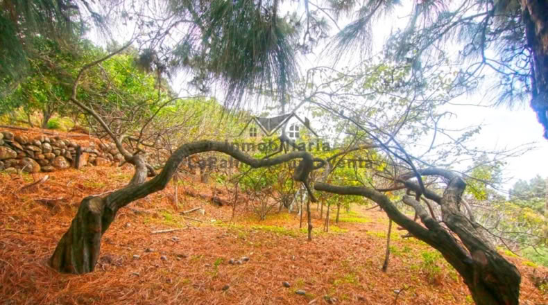 Santa Creu de Tenerife - Santo Domingo de Garafía - 4552m2