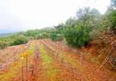 Masia amb terreny en venda a Llano Negro ref.: TR100678 foto