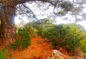 Masia amb terreny en venda a Llano Negro ref.: TR100678 foto