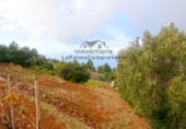 Masia amb terreny en venda a Llano Negro ref.: TR100678 foto