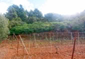 Masia amb terreny en venda a Llano Negro ref.: TR100678 foto