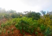 Masia amb terreny en venda a Llano Negro ref.: TR100678 foto