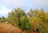 Masia amb terreny en venda a Llano Negro ref.: TR100678 foto