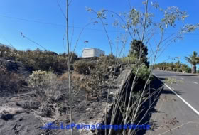 Los Llanos de Aridane 2906&nbsp;m² 