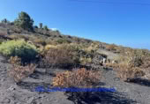 Terreny no urbanitzable en venda a la C El HoyoTodoque, Los Llanos de Aridane, ref.: TR207713 foto