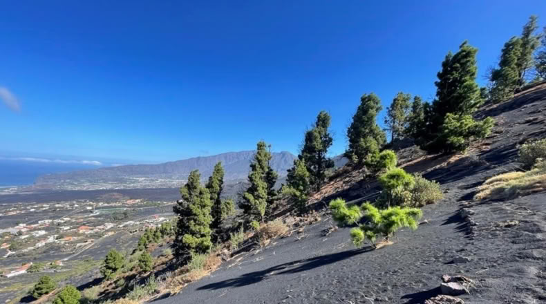 Santa Cruz de Tenerife - Celta - 1271m2