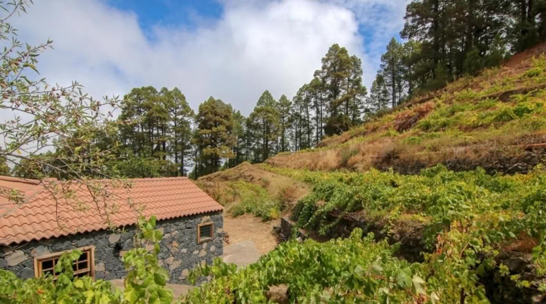 Santa Cruz de Tenerife - Hoya Grande - 11196m2