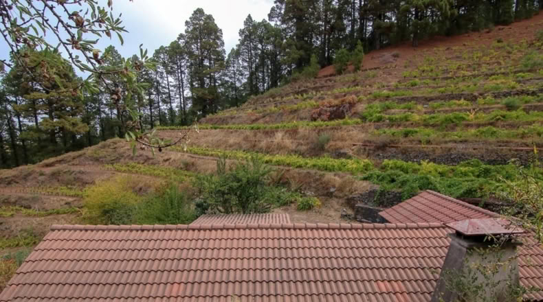 Santa Cruz de Tenerife - Hoya Grande - 11196m2