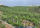 Non-developable land for sale in Lomo Gil ref: TR207708 photo
