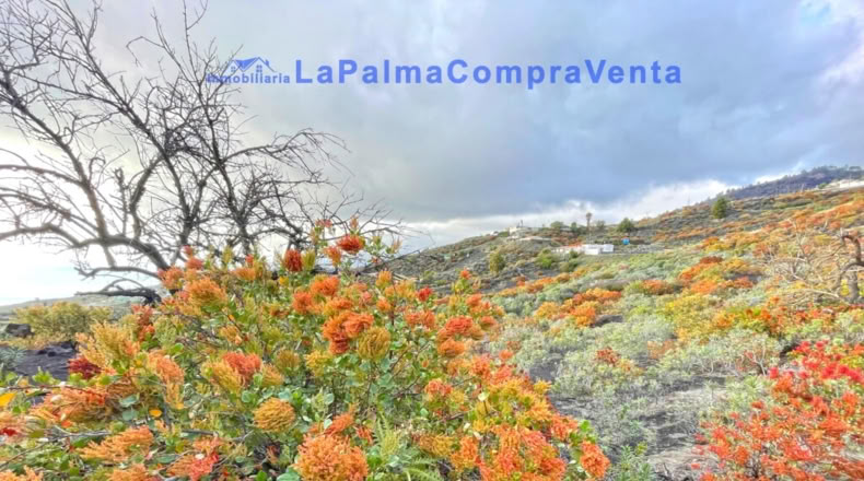 Santa Cruz de Tenerife - Los Llanos de Aridane - 16624m2