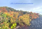 Casa de pueblo en venta en Los Llanos de Aridane ref: TR233363 foto